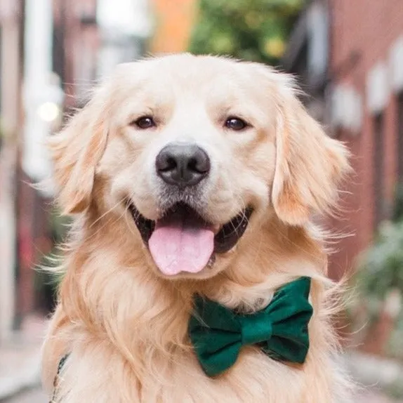 Forest Green Velvet Bow Tie Collar