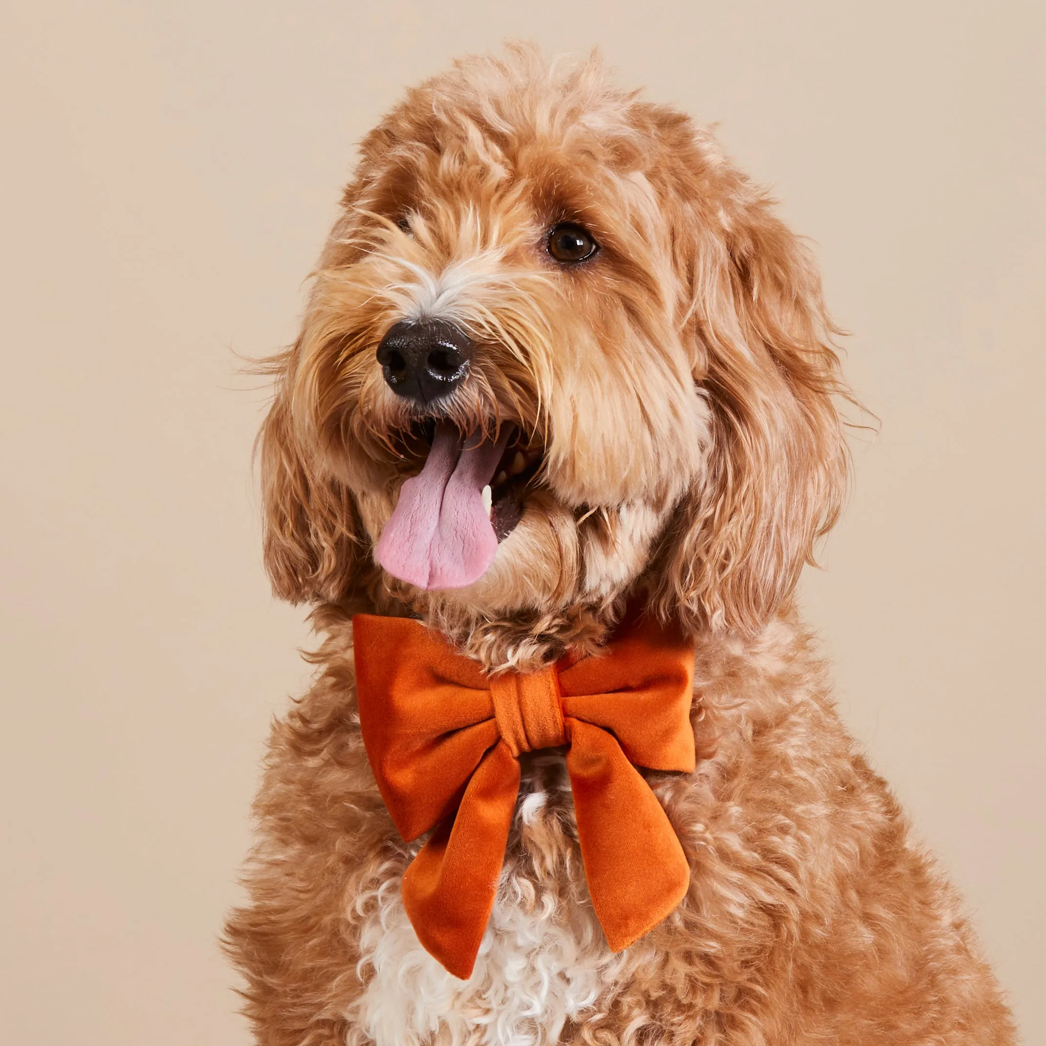 Pumpkin Velvet Lady Bow Collar