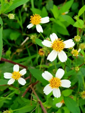 Spanish Needles Bidens pilosa 100 Seeds  USA Company