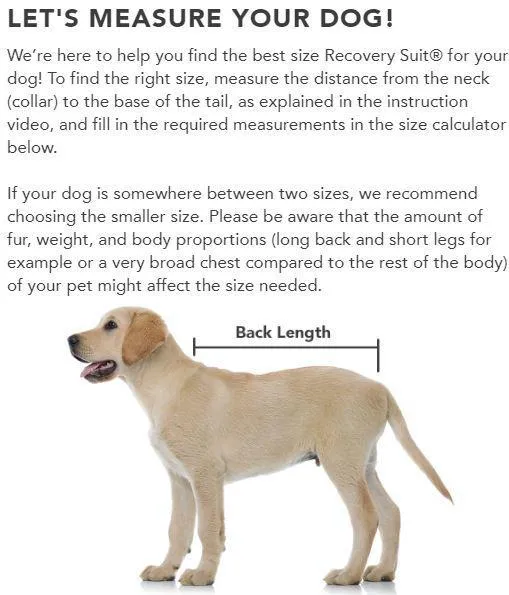 Suitical Recovery Suit Dog